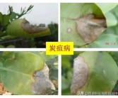 四月柑橘病蟲(chóng)害管理_柑橘噴復(fù)硝酸鈉用幾次