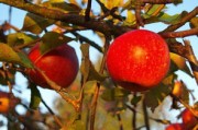 沃柑早產(chǎn)自哪里（沃柑屬于早熟還是晚熟）