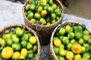 崇左柑橘種植技術(shù)視頻教程_發(fā)財(cái)果沙糖桔過年前是否會(huì)漲價(jià) 崇左柑橘種植技術(shù)視頻教程_發(fā)財(cái)果沙糖桔過年前是否會(huì)漲價(jià)