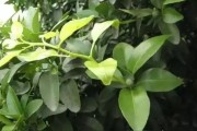 柑橘夏天種植技術(shù)_南豐柑橘種植時間和方法