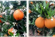 美國(guó)w默科特柑橘種植技術(shù)_哪種橙子出汁率高