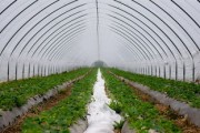 柑橘畝產(chǎn)多少斤多少錢一斤？2023年種植收益與市場價格深度解析