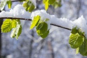 柑橘修枝在幾月份（柑橘的修剪時期與修剪范圍）