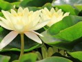 柑橘幼苗霜凍該怎么處理好（柑橘霜凍過(guò)后怎么辦）