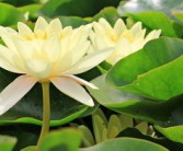 柑橘幼苗霜凍該怎么處理好（柑橘霜凍過(guò)后怎么辦）