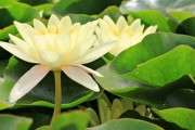 柑橘幼苗霜凍該怎么處理好（柑橘霜凍過(guò)后怎么辦）