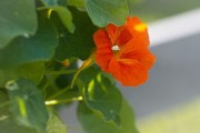 明日見柑橘樹苗怎么種的（明日見柑橘什么時(shí)候開花）