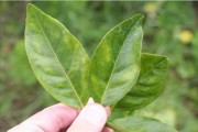 柑橘12個(gè)病蟲害合集_柑橘葉子灰色無光澤白點(diǎn)是什么病害