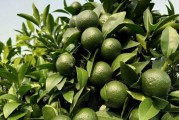 柑橘種植疏花疏果技術(shù)_如何做好柑桔樹的控梢促花保花保果和預(yù)防采摘前落果工作