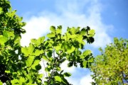 柑桔樹怎么嫁接最好？掌握這5個(gè)高效技巧輕松提高成活率！