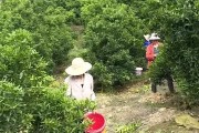 柑橘疏果種植技術(shù)_橘子樹(shù)為什么掛不住果實(shí)和花 柑橘疏果種植技術(shù)_橘子樹(shù)為什么掛不住果實(shí)和花