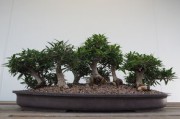 矮化橘子樹盆栽技術(shù)(矮化橘子樹盆栽技術(shù)與管理) 矮化橘子樹盆栽技術(shù)(矮化橘子樹盆栽技術(shù)與管理)