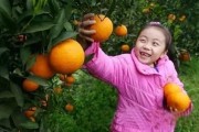 石門柑橘常見病蟲害_廣西上林縣有什么好玩的景點(diǎn)