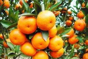 柑橘種植的技術(shù)規(guī)范_檸檬樹種植方法是怎樣的 柑橘種植的技術(shù)規(guī)范_檸檬樹種植方法是怎樣的
