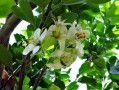 紅美人柑橘28號(hào)還38號(hào)品種好？果農(nóng)實(shí)測(cè)對(duì)比告訴你最佳選擇