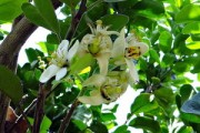 紅美人柑橘28號(hào)還38號(hào)品種好？果農(nóng)實(shí)測(cè)對(duì)比告訴你最佳選擇