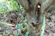柑橘苗根部病蟲害防治_這個(gè)主要是什么原因造成的