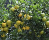 全球頂級(jí)柑橘種植技術(shù)_當(dāng)前中國的柑橘新品種研發(fā)方向在何方