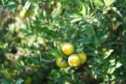 中山柑橘種植技術與管理_11月份這個季節(jié)什么水果上市 中山柑橘種植技術與管理_11月份這個季節(jié)什么水果上市