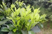 柑橘芽的種植技術(shù)_新會(huì)柑樹(shù)苗幾天可施肥方法 柑橘芽的種植技術(shù)_新會(huì)柑樹(shù)苗幾天可施肥方法