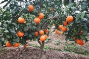 柑橘種植技術(shù)政策_(dá)柑橘的生長(zhǎng)知識(shí)有哪些 柑橘種植技術(shù)政策_(dá)柑橘的生長(zhǎng)知識(shí)有哪些
