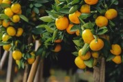 上海柑橘圍土種植技術(shù)_四川南充要種植300萬(wàn)畝晚熟柑橘