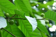日本如何解決柑橘黃龍病：從防控技術(shù)到農(nóng)業(yè)協(xié)同治理的成功經(jīng)驗(yàn)解析