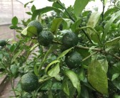 無核沃柑橘種植技術(shù)_四季無籽青檸檬種植技術(shù)完全版