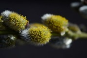 柑橘發(fā)芽時間關鍵影響因素解析及春季栽培管理要點
