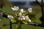 經(jīng)冒芽柑橘枝條還能嫁接嗎？解析春季嫁接技術(shù)要點(diǎn)與注意事項(xiàng)