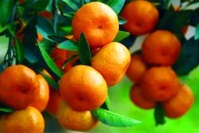 柑橘怎樣在北方種植技術(shù)_12月可以種橘子樹(shù)嗎