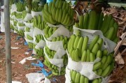 柑橘種植彎枝技術(shù)_沙糖桔長枝掛果好還是短枝掛果好