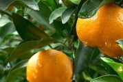 柑橘種植技術(shù)小知識(shí)點(diǎn)總結(jié)_柑橘種植北界是秦嶺還是南嶺 柑橘種植技術(shù)小知識(shí)點(diǎn)總結(jié)_柑橘種植北界是秦嶺還是南嶺