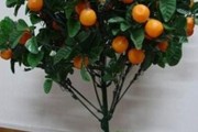 怎樣嫁接橘子樹(shù)的視頻_野外長(zhǎng)的像紅燈籠一樣的空心果子