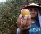 沃柑有點苦為什么？果農(nóng)揭秘品種、種植與儲存的三大關(guān)鍵因素
