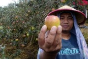沃柑有點苦為什么？果農(nóng)揭秘品種、種植與儲存的三大關鍵因素
