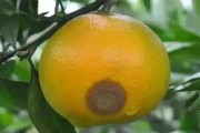 木柑橘6月份有哪些病蟲(chóng)害_柑橘銹病的高發(fā)期在幾月份