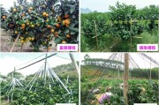 云浮柑橘種植技術(shù)要點(diǎn)簡(jiǎn)介_佛手檸檬是什么東西 云浮柑橘種植技術(shù)要點(diǎn)簡(jiǎn)介_佛手檸檬是什么東西