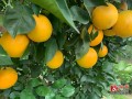 沃柑開花期能噴薊馬農(nóng)藥嗎有毒嗎（沃柑花期如何防治薊馬）