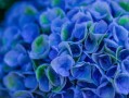 柑橘有斑點(diǎn)什么?。ǜ涕偕嫌行『邳c(diǎn)是什么?。? class=