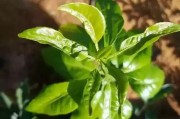 柑橘病蟲害識別與防治技術_柑橘怎么辨別是否穩(wěn)果