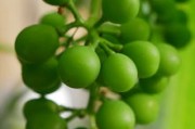 玄麥柑桔顆?？梢韵禄鹇铮靠茖W解析其降火功效與適用癥狀