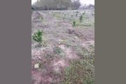 仁懷柑橘種植技術(shù)價格_想回家發(fā)展種植業(yè) 仁懷柑橘種植技術(shù)價格_想回家發(fā)展種植業(yè)
