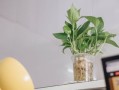 柑橘上高速綠通嗎？農(nóng)產(chǎn)品綠色通道政策全解析
