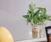 柑橘上高速綠通嗎？農(nóng)產(chǎn)品綠色通道政策全解析