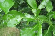 柑橘病蟲(chóng)害圖譜與用藥方案_怎么防治柑橘病蟲(chóng)害 柑橘病蟲(chóng)害圖譜與用藥方案_怎么防治柑橘病蟲(chóng)害