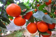 湖北紅美人柑橘種植技術(shù)_紅美人017柑橘優(yōu)缺點 湖北紅美人柑橘種植技術(shù)_紅美人017柑橘優(yōu)缺點