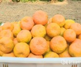口枝金柑橘種植技術_養(yǎng)了七八年的橙子樹盆栽