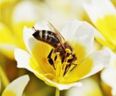 脆蜜金柑可以嫁接金桔樹嗎（脆蜜金柑種植技術(shù)）