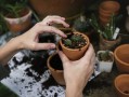 種植柑橘幼苗前怎樣施底肥及數(shù)量：正確方法與施肥標準詳解